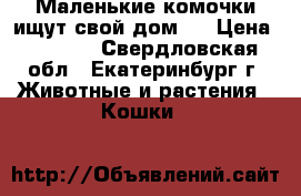 Маленькие комочки ищут свой дом.  › Цена ­ 8 000 - Свердловская обл., Екатеринбург г. Животные и растения » Кошки   